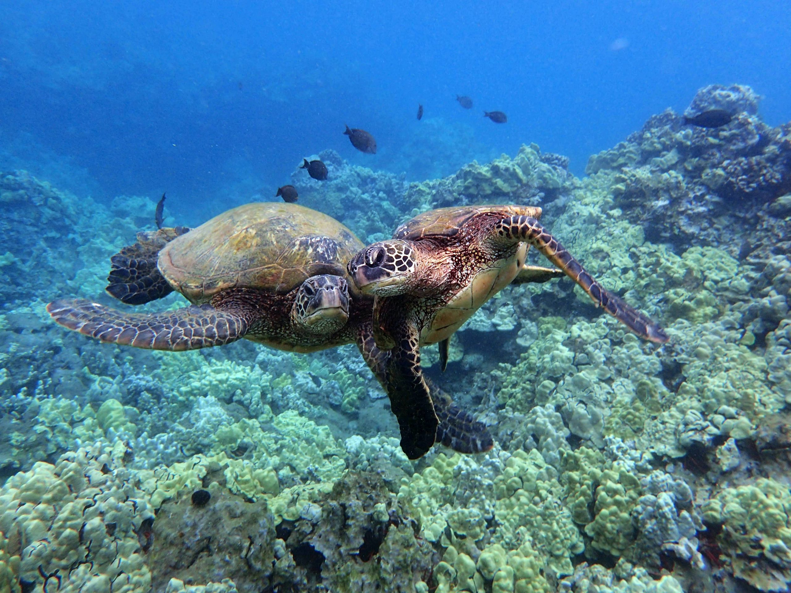 A Weekend in Kīhei, Maui: 3-Day Local Itinerary for 2026