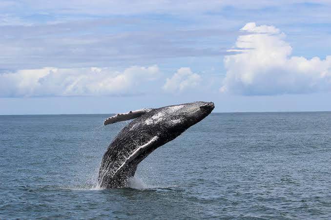 Day Trips from Ojochal, Costa Rica: From Marino Ballena, Dominical, Uvita, and Beyond