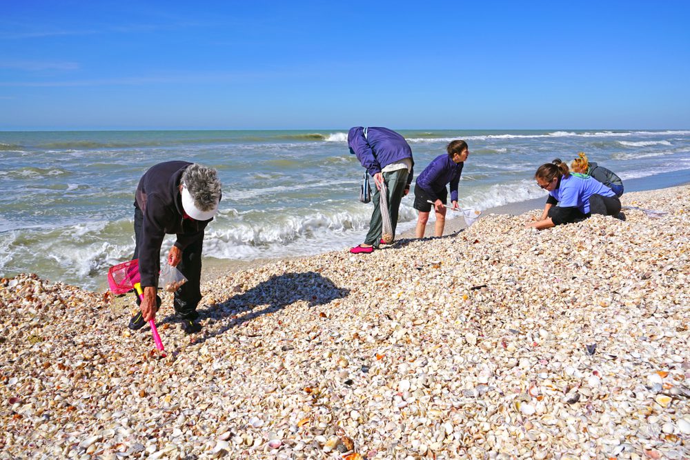 Best Shelling Beaches on Sanibel Island: A Season-by-Season Guide